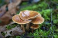 Wild Mushroom In Vancouver Island, BC, Canada